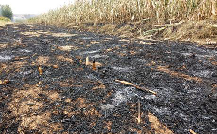 秸稈焚燒 秸稈焚燒