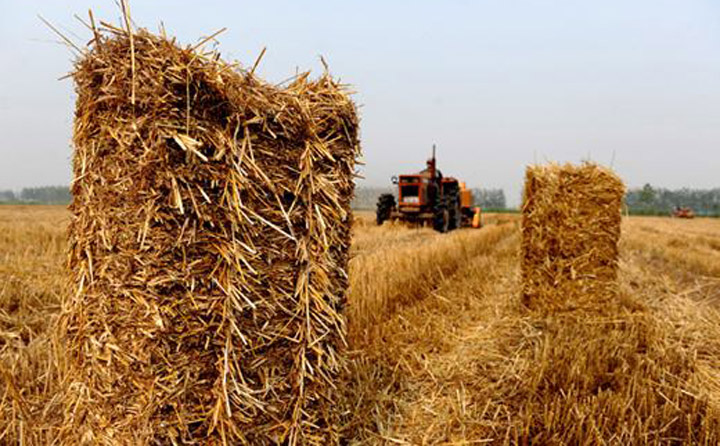 小麥秸稈.jpg 小麥秸稈.jpg