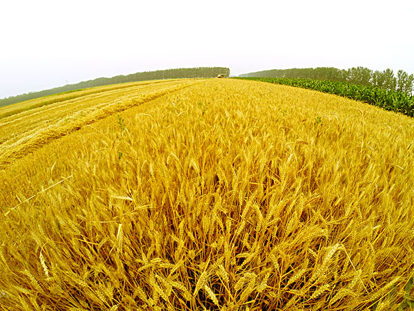 小麥秸稈 小麥秸稈