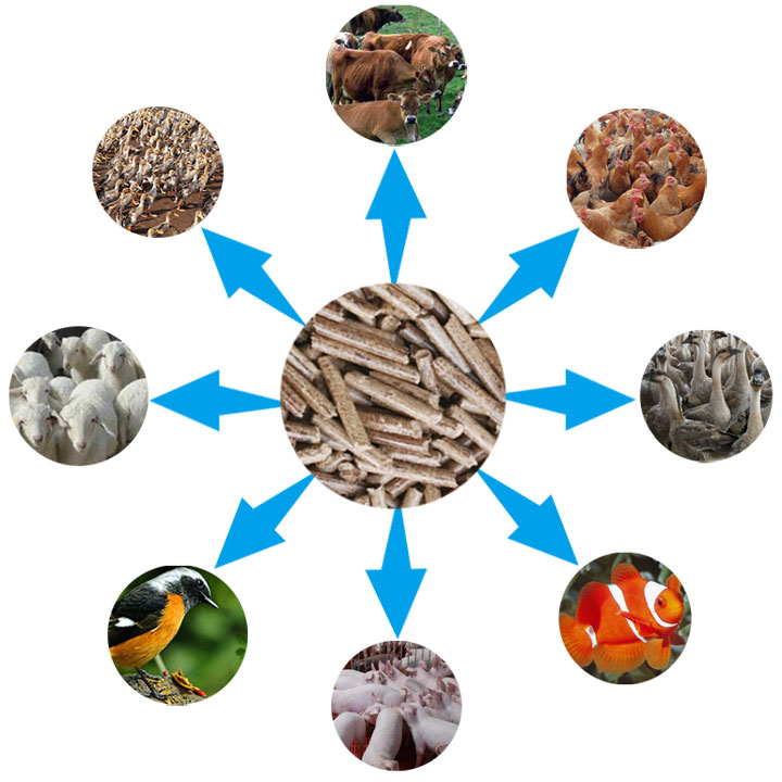 秸稈飼料顆粒多用 秸稈飼料顆粒多用