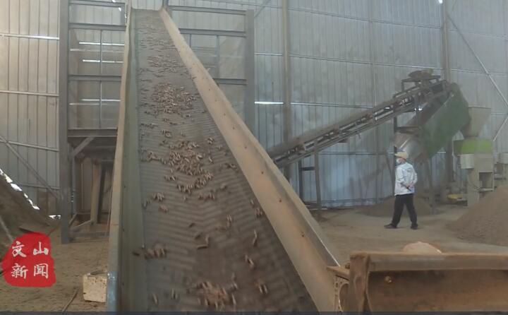 在廣南縣那灑鎮生物質顆粒燃料加工廠,粉碎機、輸送帶、木屑造粒機呈流水線作業,將桔桿、枯木等可燃材料加工成顆粒狀成品對外出售.jpg 在廣南縣那灑鎮生物質顆粒燃料加工廠,粉碎機、輸送帶、木屑造粒機呈流水線作業,將桔桿、枯木等可燃材料加工成顆粒狀成品對外出售.jpg